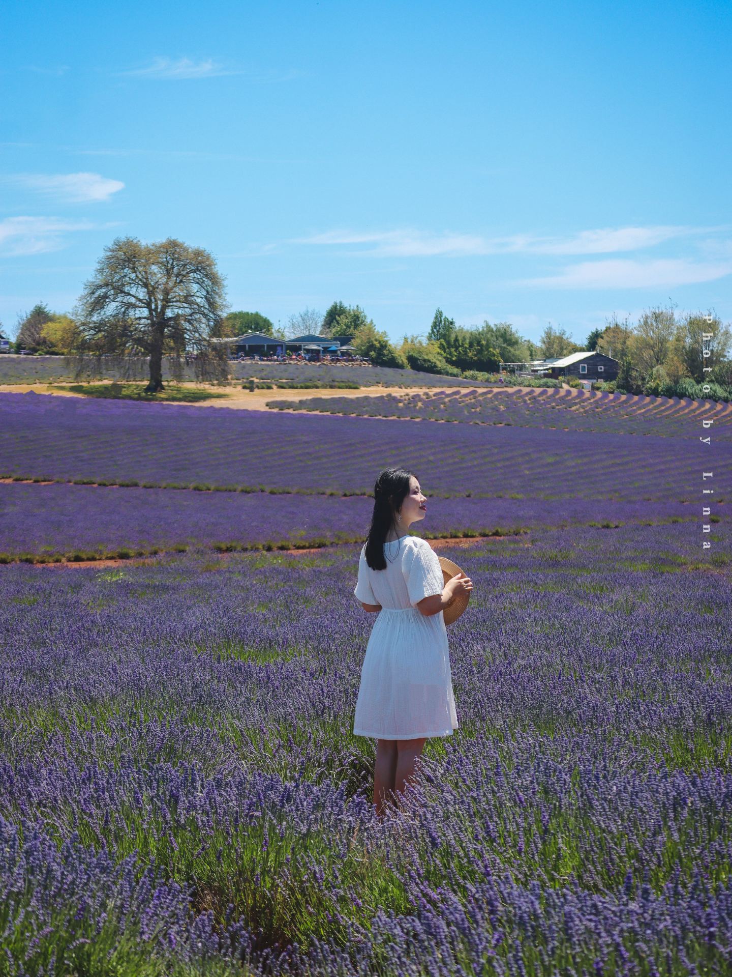 Tasmania Lavender Farm Live on 12.30 | The flowers are in full bloom, miss it and wait for a year