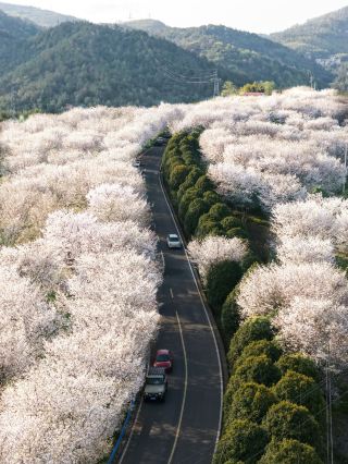 4월 한정! 장쑤성, 저장성, 상하이에서 가장 아름다운 드라이브 코스 중 단연 최고