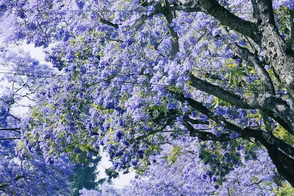 ぴ*ろ様 ジャカランダ 苗 約110cm 紫花 LA限定の紫のロマンス！ジャカランダが絶景の満開期に突入 | Trip.com