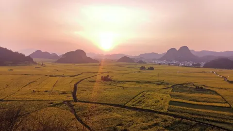 黄金の仙境!羅平の菜の花畑完全チェックインガイド — traveler post in 羅平