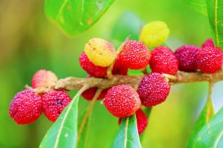 Summer fruit picking in Pu'er brings you a unique sweetness.
