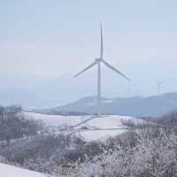 풍차와 함께 하얀눈밭이 가득한 삼양목장❄️