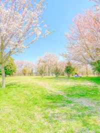 벚꽃 최애 스팟, 사천 선진리성🌸