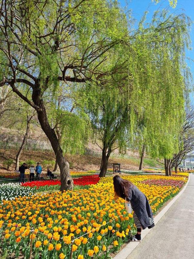 성동구 숨은 벚꽃 명소 공유〰용비교🌷