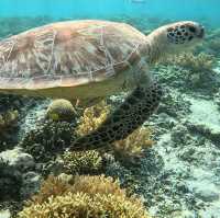 turtles 