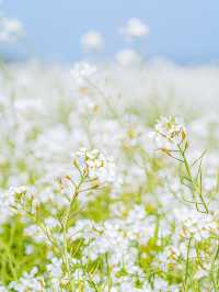 🌸꽃의 성지가 될 제주 여행지 [보롬왓]🌿