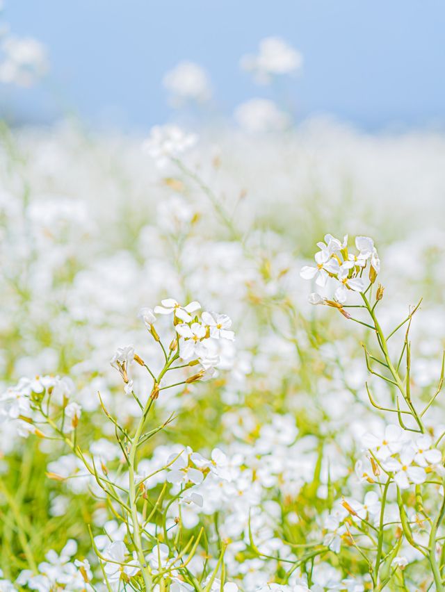 🌸꽃의 성지가 될 제주 여행지 [보롬왓]🌿