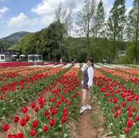 広島県　世羅高原農場　チューリップ