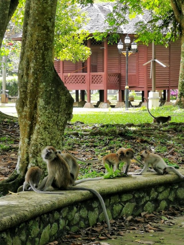 A beautiful morning in the park 🌿🐒🌳