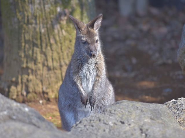 TDL近く無料動物園「江戸川区自然動物園」