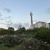 【横浜】夕方みなとみらい散歩・山下公園を散策