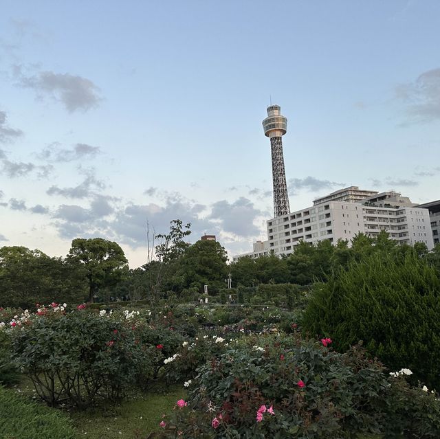【横浜】夕方みなとみらい散歩・山下公園を散策