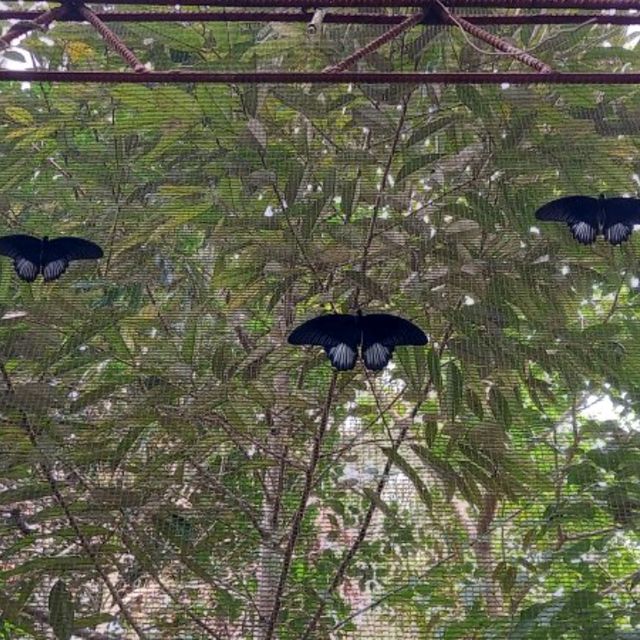MSU Butterfly Garden