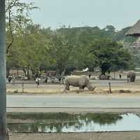 泰國曼谷野生動物園