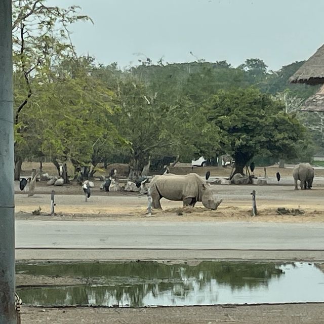 泰國曼谷野生動物園