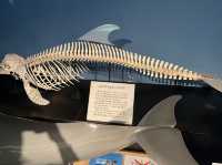 【名古屋・港区】日本最大級❗️海の生き物について学べる場所🐬