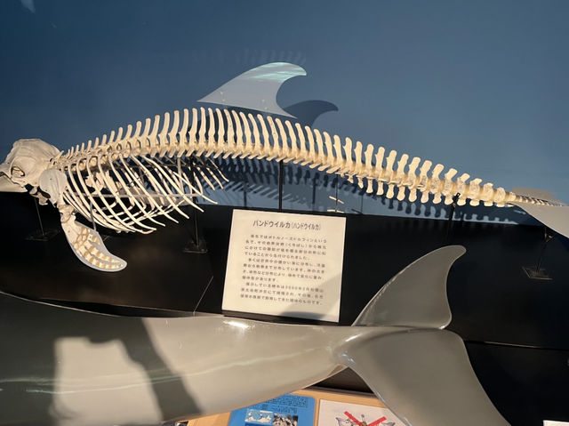 【名古屋・港区】日本最大級❗️海の生き物について学べる場所🐬