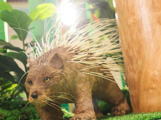 西寶城仲夏打造Go Wild Safari本地野外生態學堂 寓學習於娛樂
