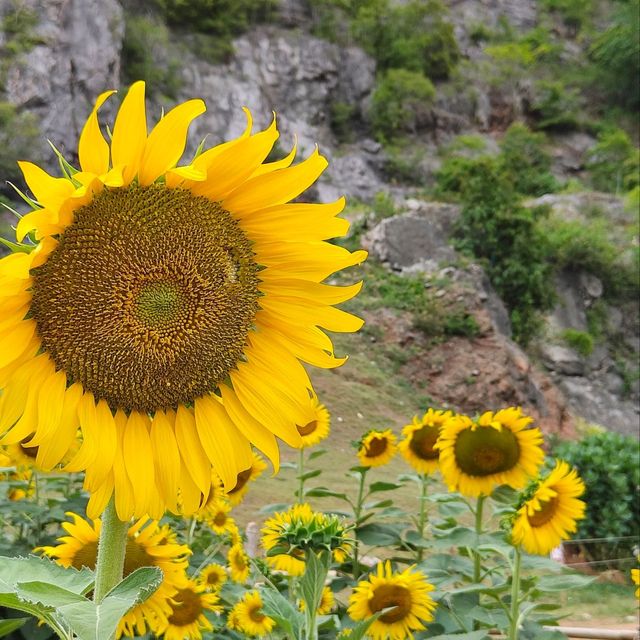 sunflowers in phatthalung👍🏻