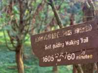 桃園東眼山國家森林公園｜美到極點的自導式步道🌳