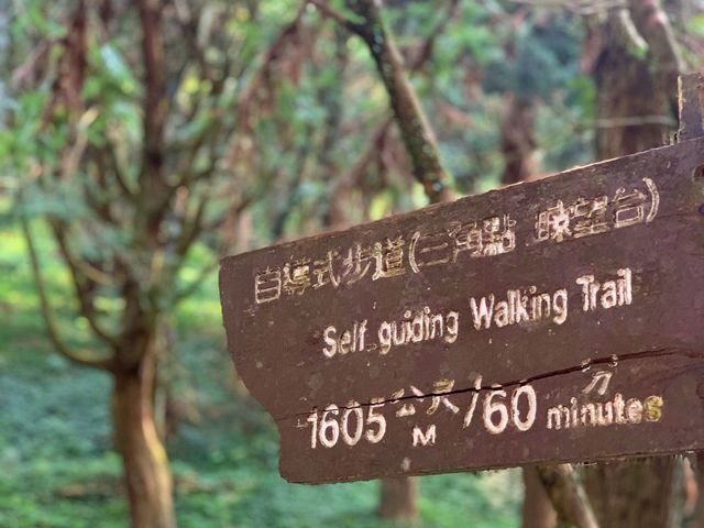桃園東眼山國家森林公園｜美到極點的自導式步道🌳