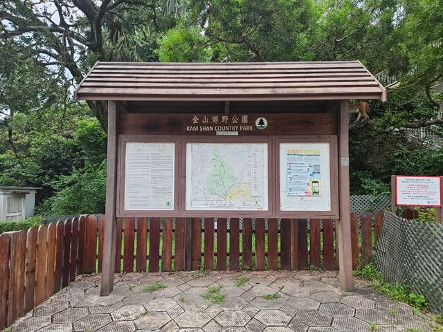 以猴子出名的金山郊野公園