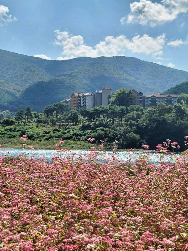 영월의 동강따라 가을 꽃놀이 즐기기🏞🌸