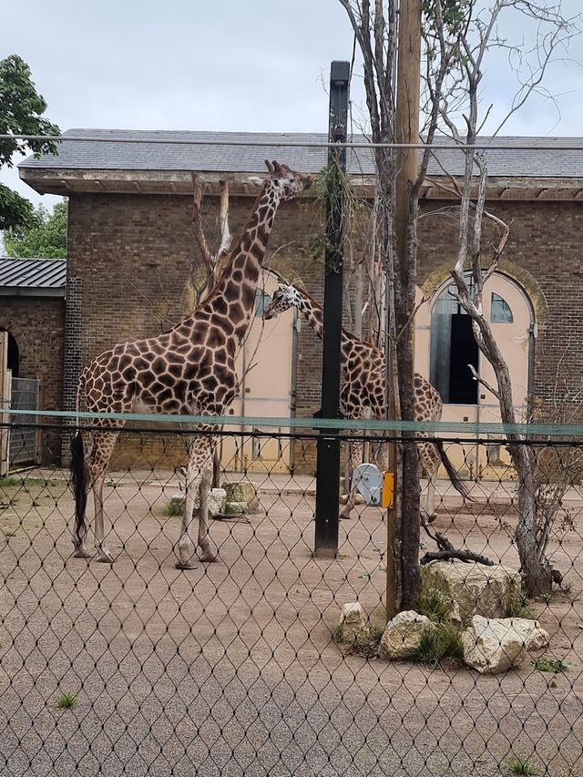 London Zoo