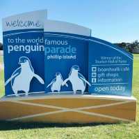 Phillip Island Penguin Parade, Melbourne 🇦🇺