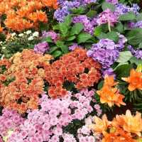 Dining in flower paradise