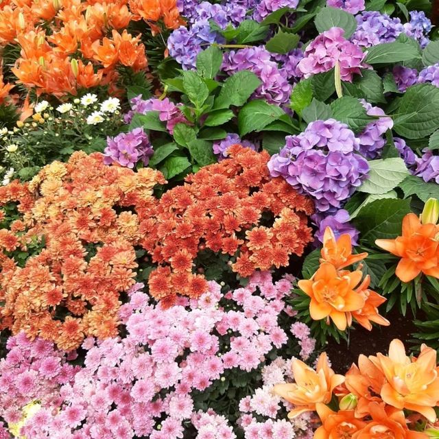 Dining in flower paradise