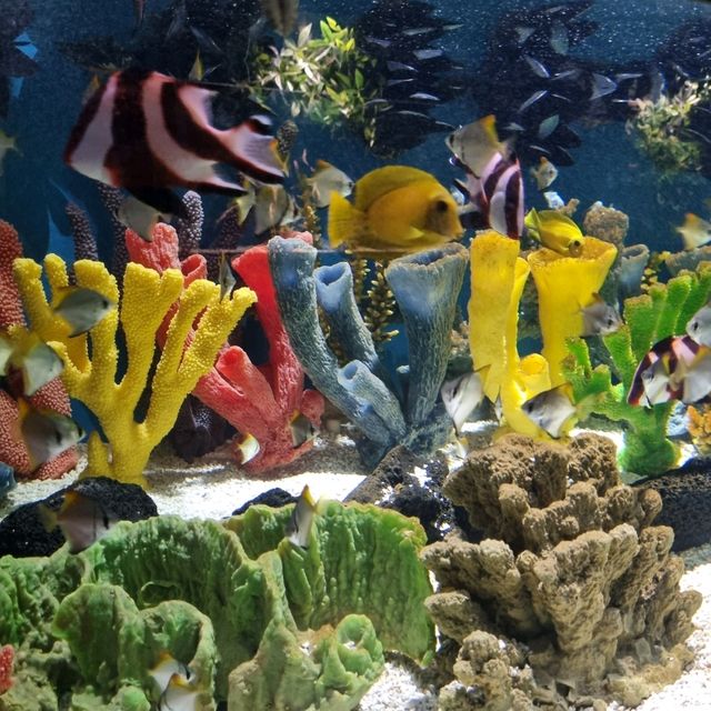 🦈🐠롯데월드몰 아쿠아리움에서 물고기 먹이주기🐬🐳