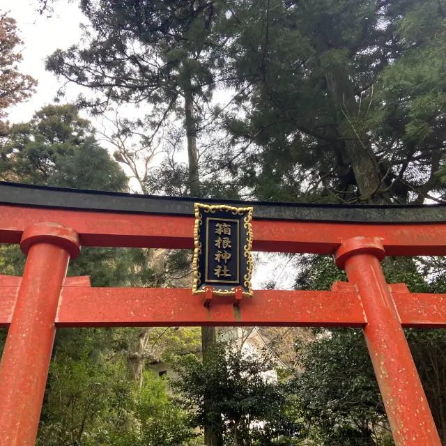 箱根神社。千年巨樹