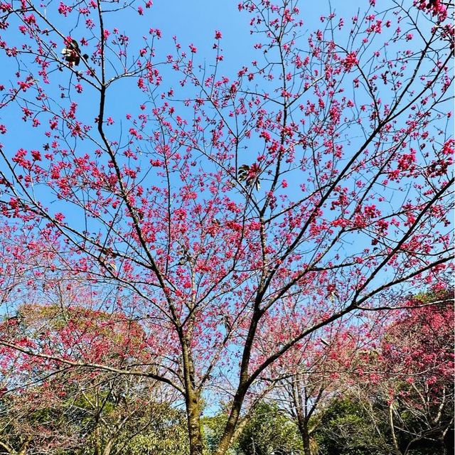 期間限定🌸 嘉道理農場賞花🌸睇紅葉🍁睇動物🦩
