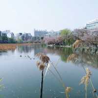 賞櫻名所 上野恩賜公園part2