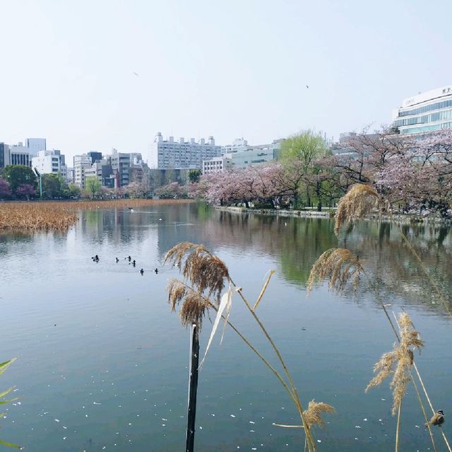 賞櫻名所 上野恩賜公園part2