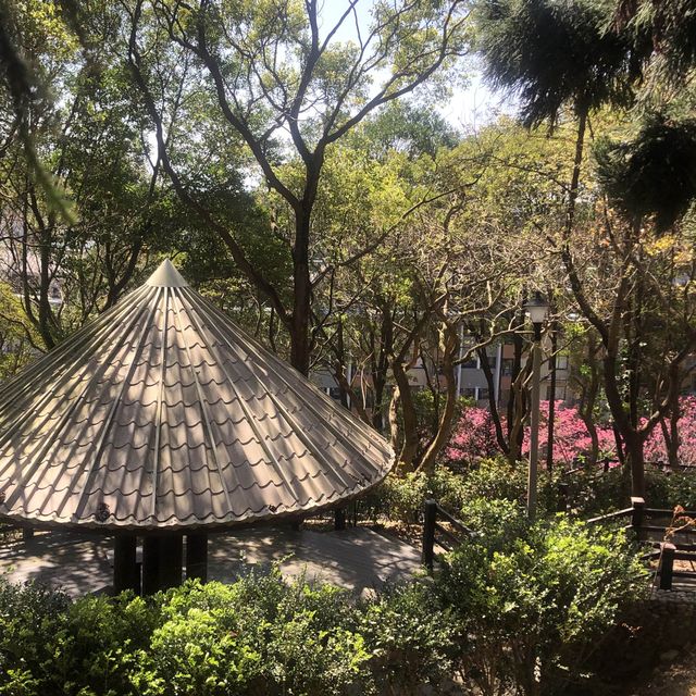 長庚養生文化村（有隱藏版櫻花木棧道八重櫻）