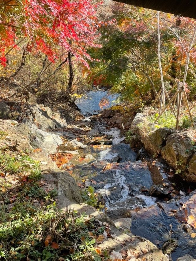 가을 단풍 명소 ‘화담숲’ 🍁🍁