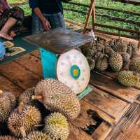 ที่ราบสูงโบลาเวน (Bolaven Plateua) อ่านต่อได้ที่ :