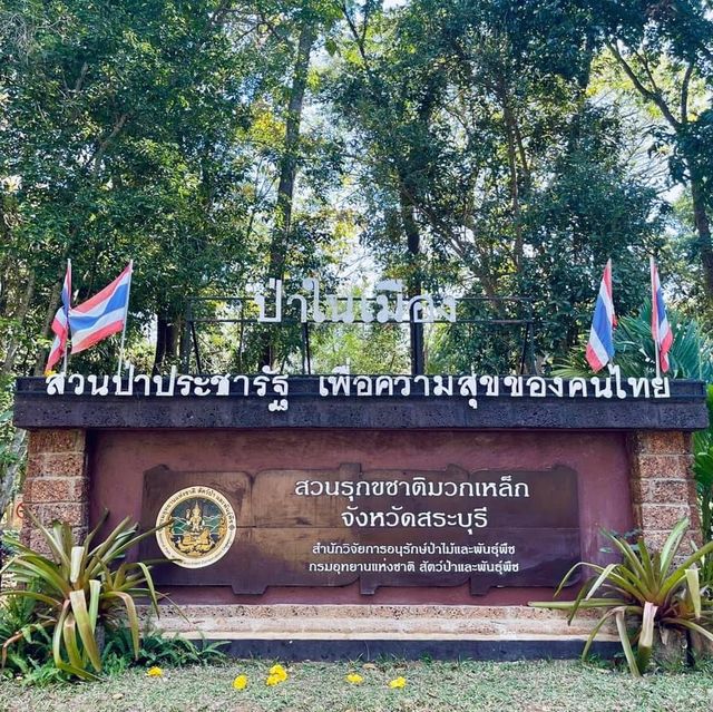 สวนรุกขชาติมวกเหล็ก Muak Lek Arboretum 