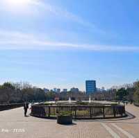 東京木場公園河津櫻