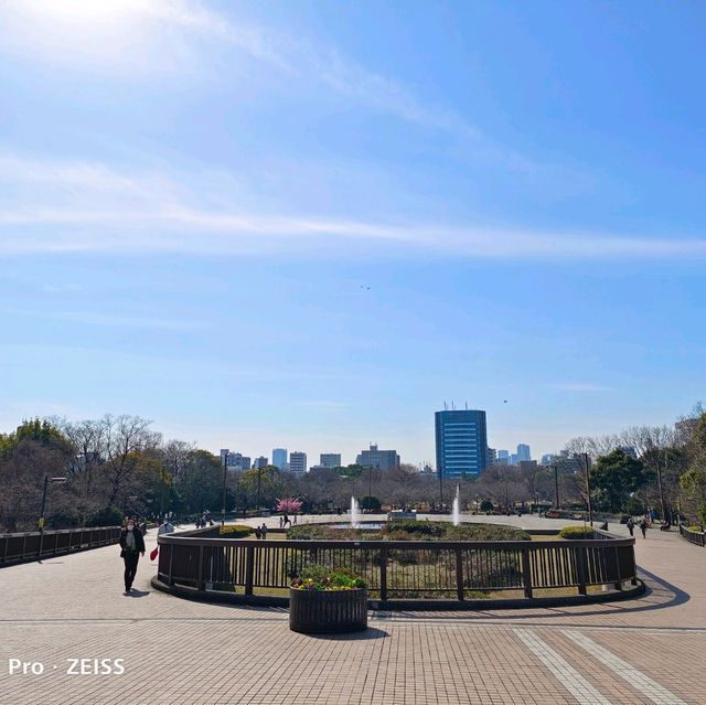 東京木場公園河津櫻