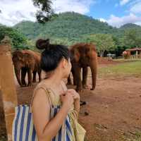 Elephant Nature Park ศูนย์อภิบาลช้าง 🐘