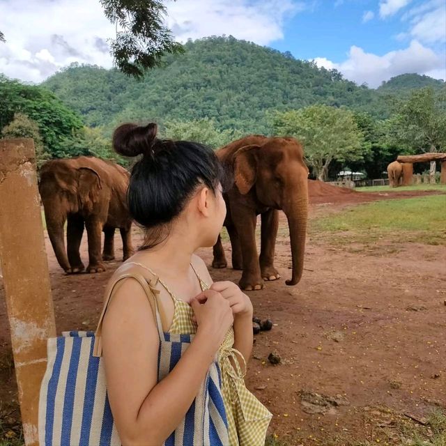 Elephant Nature Park ศูนย์อภิบาลช้าง 🐘