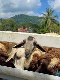 ฟาร์มแกะเมืองคอน🐑 Lansaka sheep farm