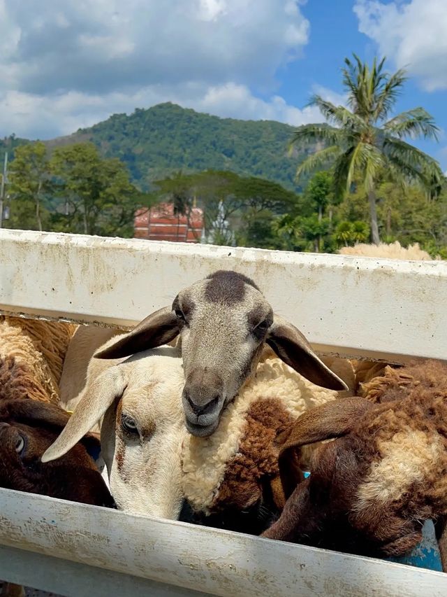 ฟาร์มแกะเมืองคอน🐑 Lansaka sheep farm