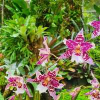 Have you seen an Orchids Heaven?