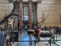 American Museum of Natural History 👀✨