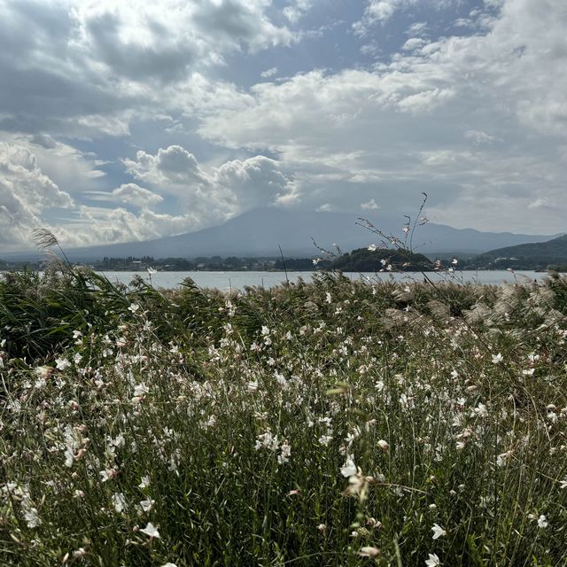 河口湖大石公園