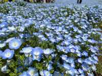 關東整片藍海~常陸海濱公園粉蝶花